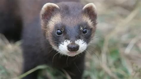 Fun Polecat Facts For Kids Kidadl