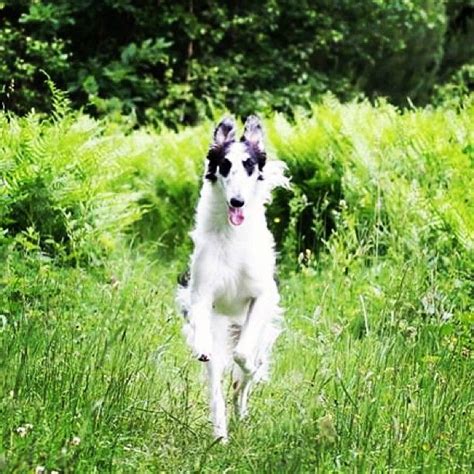 Meet the Borzoi breed | Borzoi, Breeds, Borzoi dog