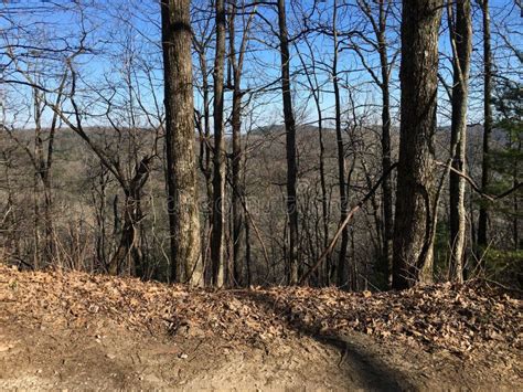 Naked Roadside Trees Stock Image Image Of Winter Wood 43295839