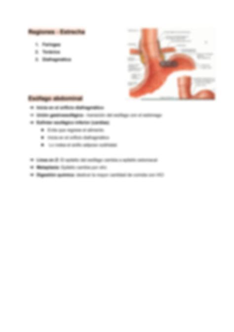 SOLUTION Esófago Fisiología y Anatomía Sistema Digestivo Studypool