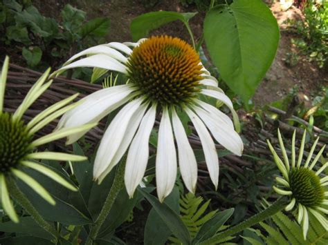 Рудбекия Белый лебедь (Rudbeckia purpurea White Swan) - купить семена