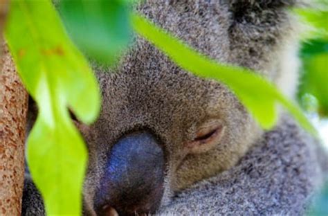 Our animals Rockhampton Zoo