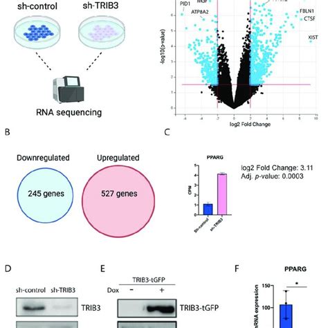 Trib Regulates Ppar Expression In Mcf Cells A Schematic