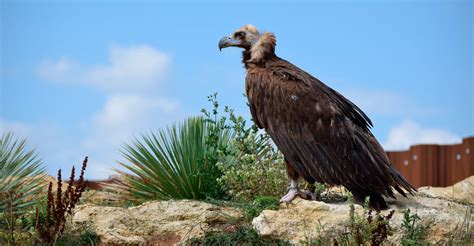 Vautour Moine Bioparc Zoo De Doué La Fontaine