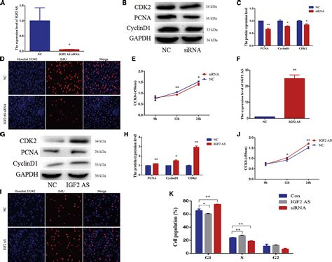 Lncrna Igf As Regulates Bovine Myogenesis Through Different Pathways