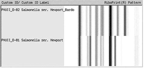 Ribotype patterns for Salmonella Newport. | Download Scientific Diagram 