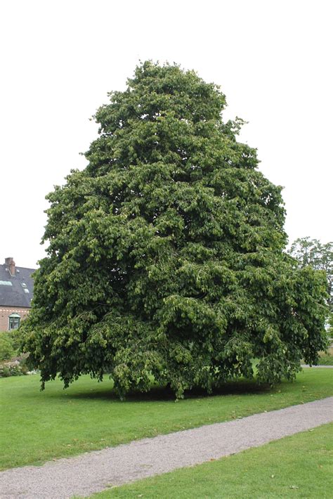 Corylus colurna - Tönnersjö Plantskola