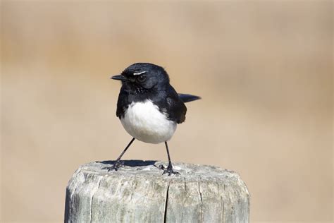 Willie wagtail - Australian Geographic