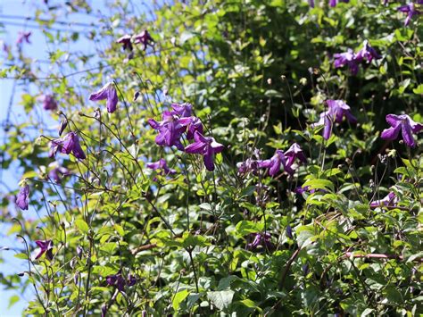 Clematis Viticella Clematis Viticella Baumschule Horstmann