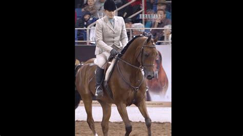 SCOTTSDALE - ARABIAN HORSE SHOW 2023 - Arabian Insider