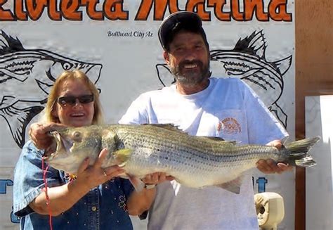 Colorado River Davis Dam Fish Report Davis Dam Nv