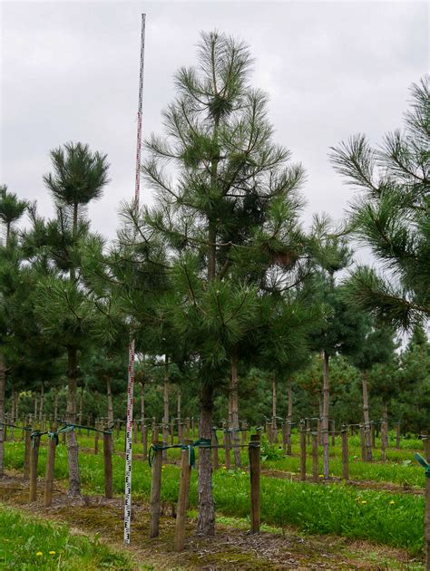 Pinus nigra subsp nigra Borovice černá Van den Berk Školky