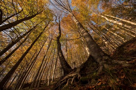 Quota 900 Escursioni Trekking Corsi Nelle Foreste Casentinesi