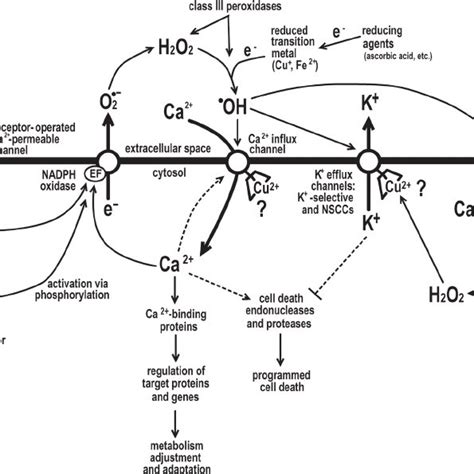 The Scheme Of The Hypothetical Mechanism Of K Leakage At The Plasma