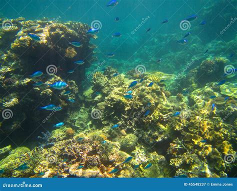 Koralle Und Fische Auf Dem Great Barrier Reef Australien Stockbild