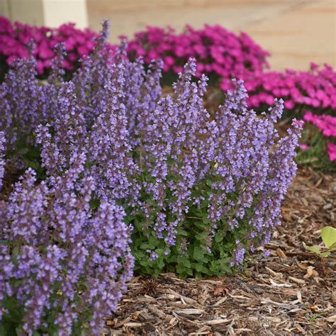 Catmint | 'Cat's Pajamas' | Proven Winners® Perennials – Proven Winners