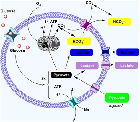 Simplistic Illustration Of The Pyruvate Cycle Showing Pyruvate