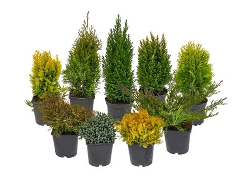 Iglaki Conifers Wys Cm Don Cm Mix Kupuj W Obi