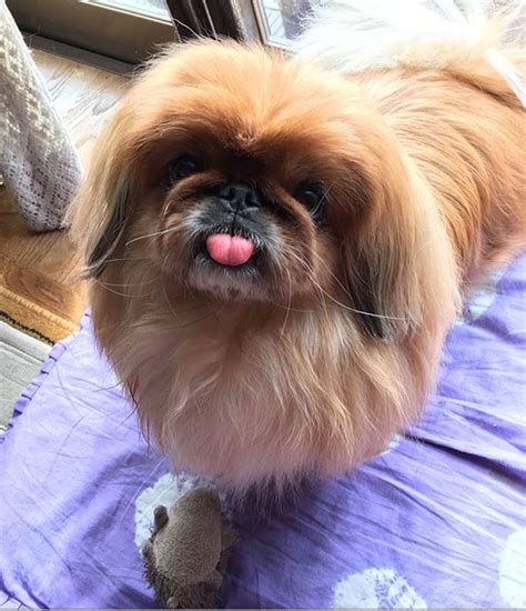 15 Realities That New Pekingese Owners Must Accept Artofit