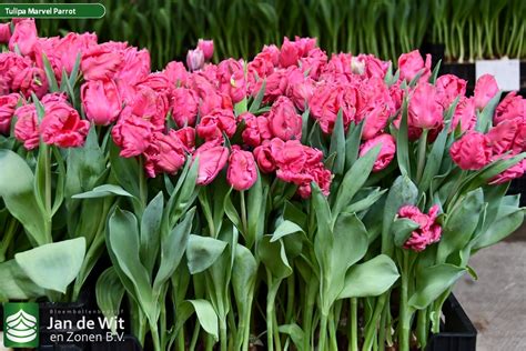 Marvel Parrot ® | Tulip | Jan de Wit en Zonen B.V.