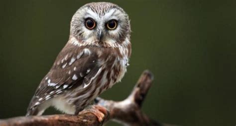 8 Owl Species That Live in Indiana! (2024) - Bird Watching HQ