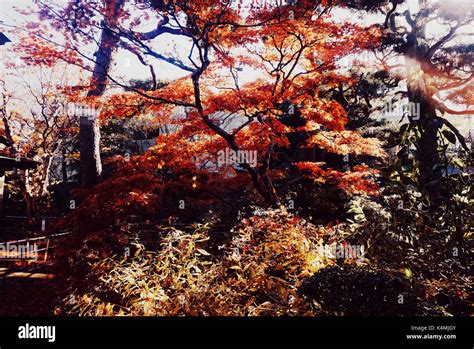 Autumn foliage in Japan Stock Photo - Alamy