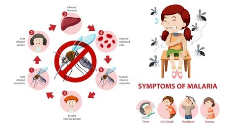 Malaria Symptoms Causes Diagnosis Treatment Prevention And Diet