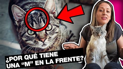 POR QUÉ LOS GATOS TIENEN UNA M EN LA FRENTE LA GATERÍA TV YouTube