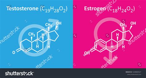 Testosterone Estrogen Structure C19h28o2 C18h24o2 Sex Stock Vector Royalty Free 1638880927