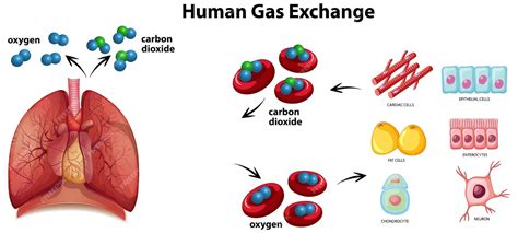 Free Vector | Human gas exchange diagram vector