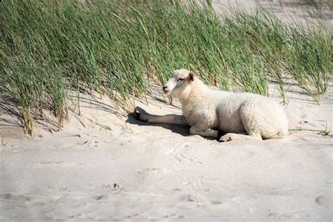 Ovejas Blancas En La Playa En La Isla De Sylt Cordero Solo En La Arena