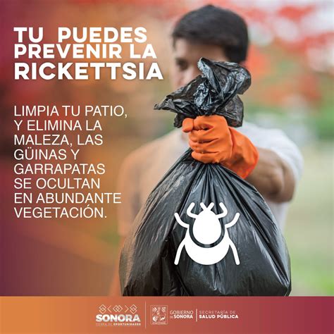 Salud Sonora On Twitter La Rickettsia Es Una Bacteria Transmitida