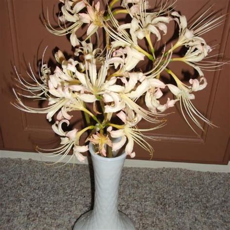 White Spider Lily Lycoris X Albiflora In The Surprise Lilies Lycoris Database