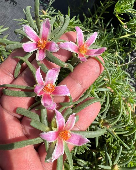 Portulaca Grandiflora Perennial, Giant Single Flower. Random Cuts - Etsy