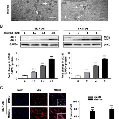 Autophagy Was Induced By Matrine In Human Nb Cells A Matrine Induced