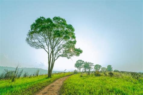 nature stock  images  backgrounds