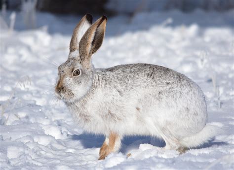 Отряд Зайцеобразные (Lagomorpha): особенности строения и образ жизни