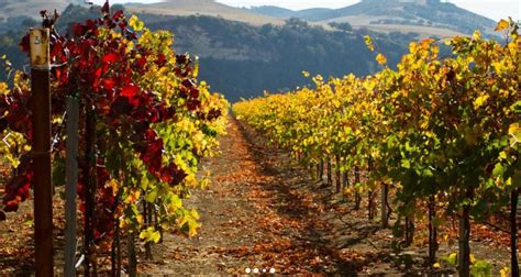 Best Santa Maria Wineries - Wineries in Santa Maria, CA