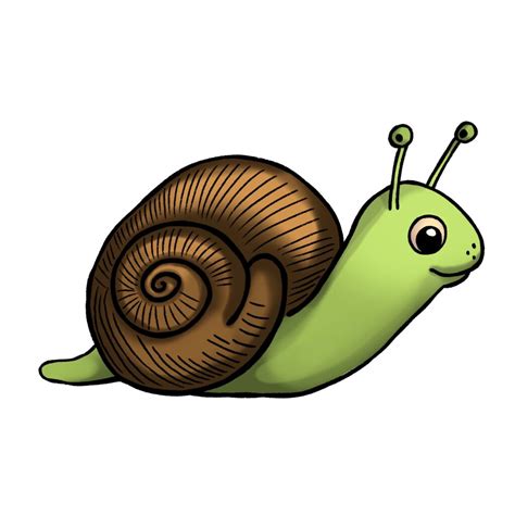 Snail Drawing 5 Easy Steps The Graphics Fairy