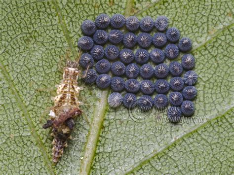 Img7955 Brown Lacewing Larvae And Moth Eggs Brown Lacewin Flickr