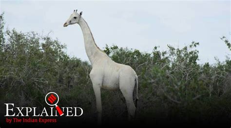 Albino Giraffe