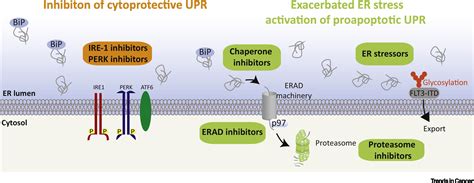 Unfolded Protein Response In Leukemia From Basic Understanding To