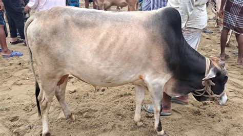 ৮০ থেকে ১ লাখ টাকার দেশাল জাতের ষাড় গরু গুলোর মাংসের ওজনসহ দাম জানুন