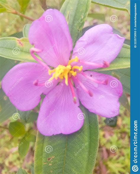 Tibouchina Semidecandra Stock Image Image Of Plant