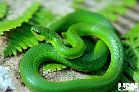 Smooth Green Snake - HRM