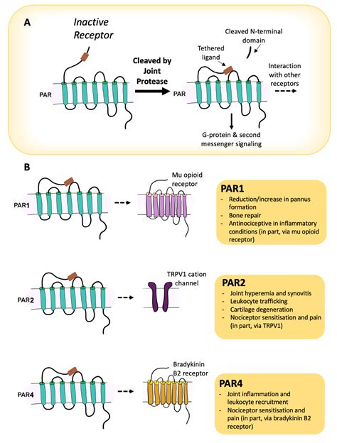 Ijms Free Full Text Protease Activated Receptors And Arthritis