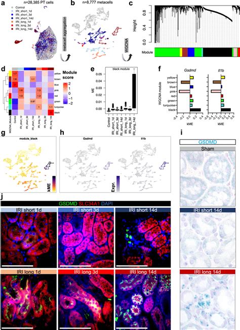 Wgcna In Situ Hybridization And Immunofluorescence Confirm Gsdmd As