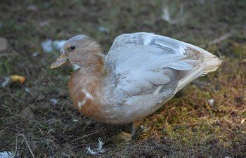 Mallard Derived Duck Color Genetics Basics | BackYard Chickens