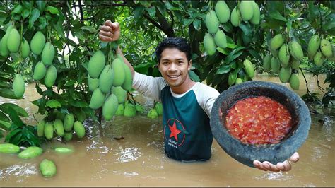 Wow Mouth Watering Eating Mangoes During The Flood Season Is Really Delicious Folks Youtube