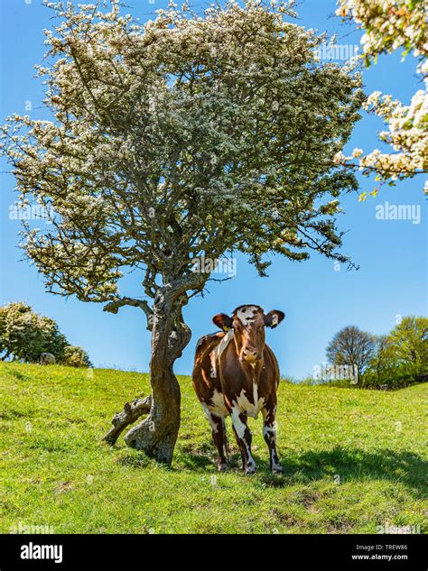 Cow Standing Under Tree In Hi Res Stock Photography And Images Alamy